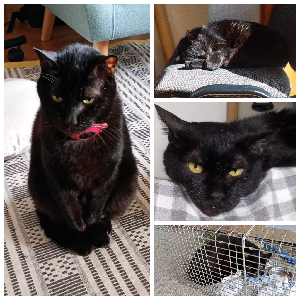 黒猫の写真４枚